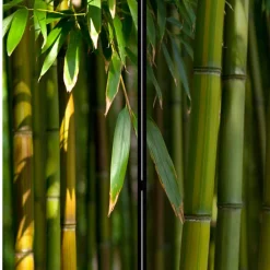 Wohnen Wohnzimmer-Regale|Paravents*Fotodruck Paravent Bambus Halme & Blätter - Lecodas