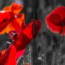 Wohnen Paravents|Wohnzimmer-Regale*Mobiler Foto Raumtrenner mit Mohn Blumen Motiv - Conwy