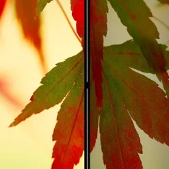 Wohnen Paravents|Wohnzimmer-Regale*Paravent mit Fotodruck Fächerahorn Blätter - Kasaryn