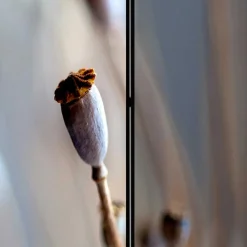 Wohnen Paravents*Paravent mit Fotoprint Mohn Samenkapseln - Porongo